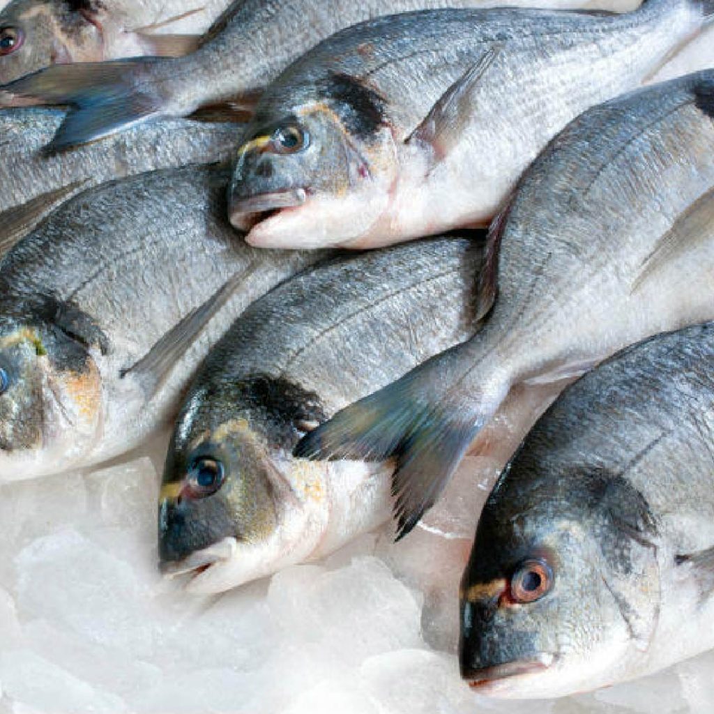 PEIXES EM GERAL